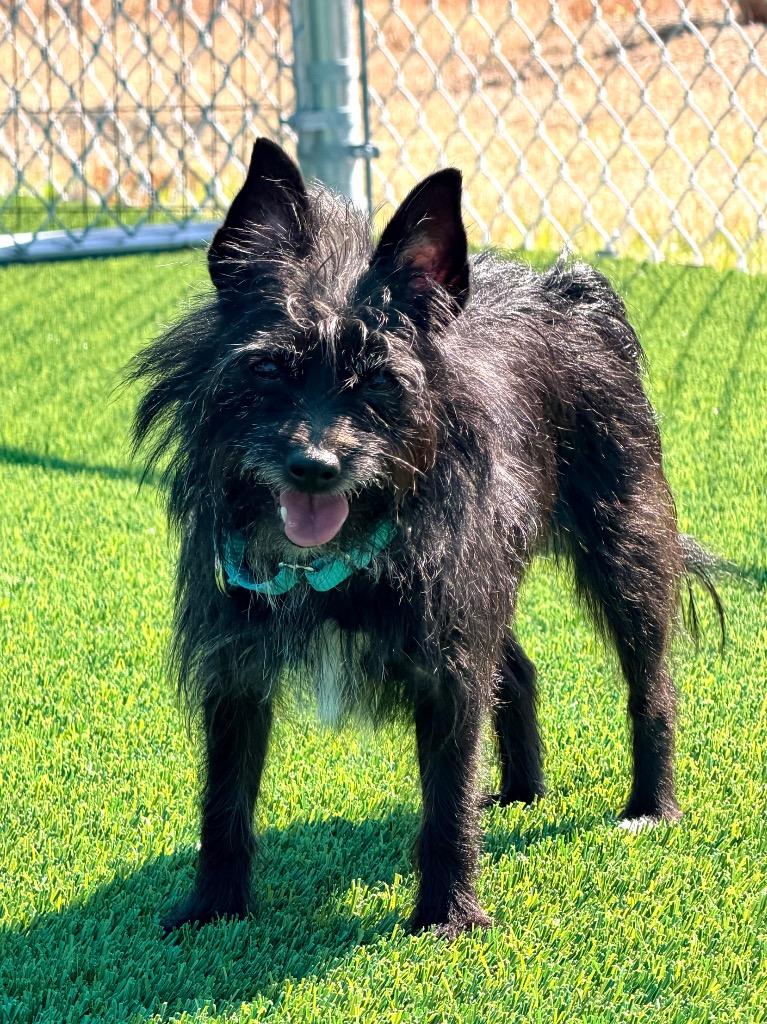 Enlarge Ramona, a Adoptable mixed breed in Cape Coral, FL image 2/2