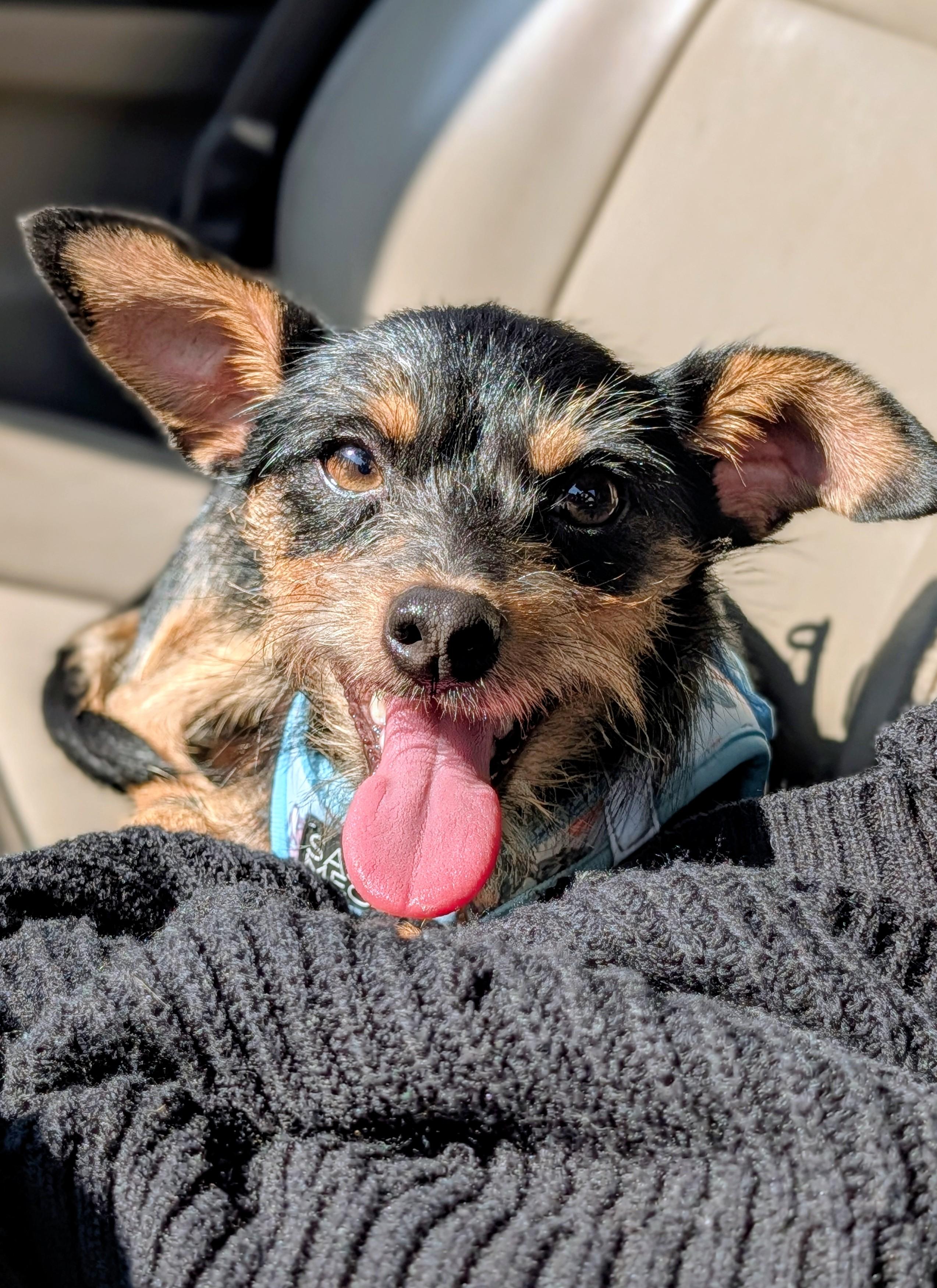 Razzle, Adoptable, Young Male Yorkshire Terrier & Terrier.