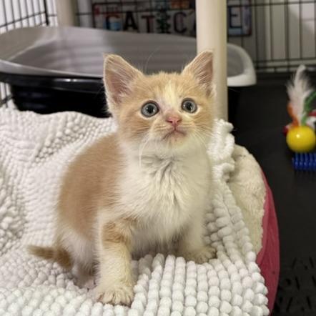 Colby, Baby Male Domestic Short Hair