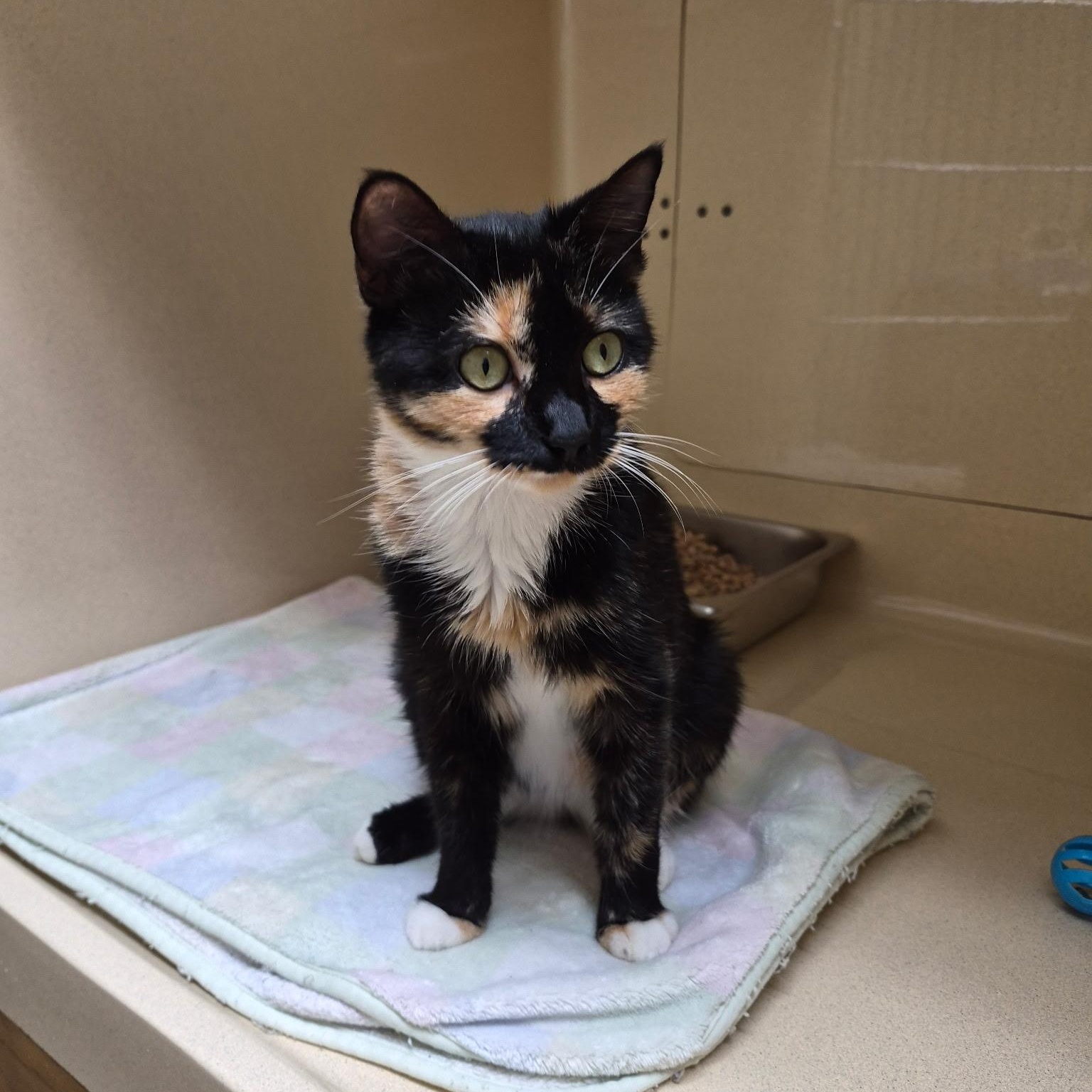 Enlarge Chakri, a Adopted mixed breed in Clarksville, VA image 3/3