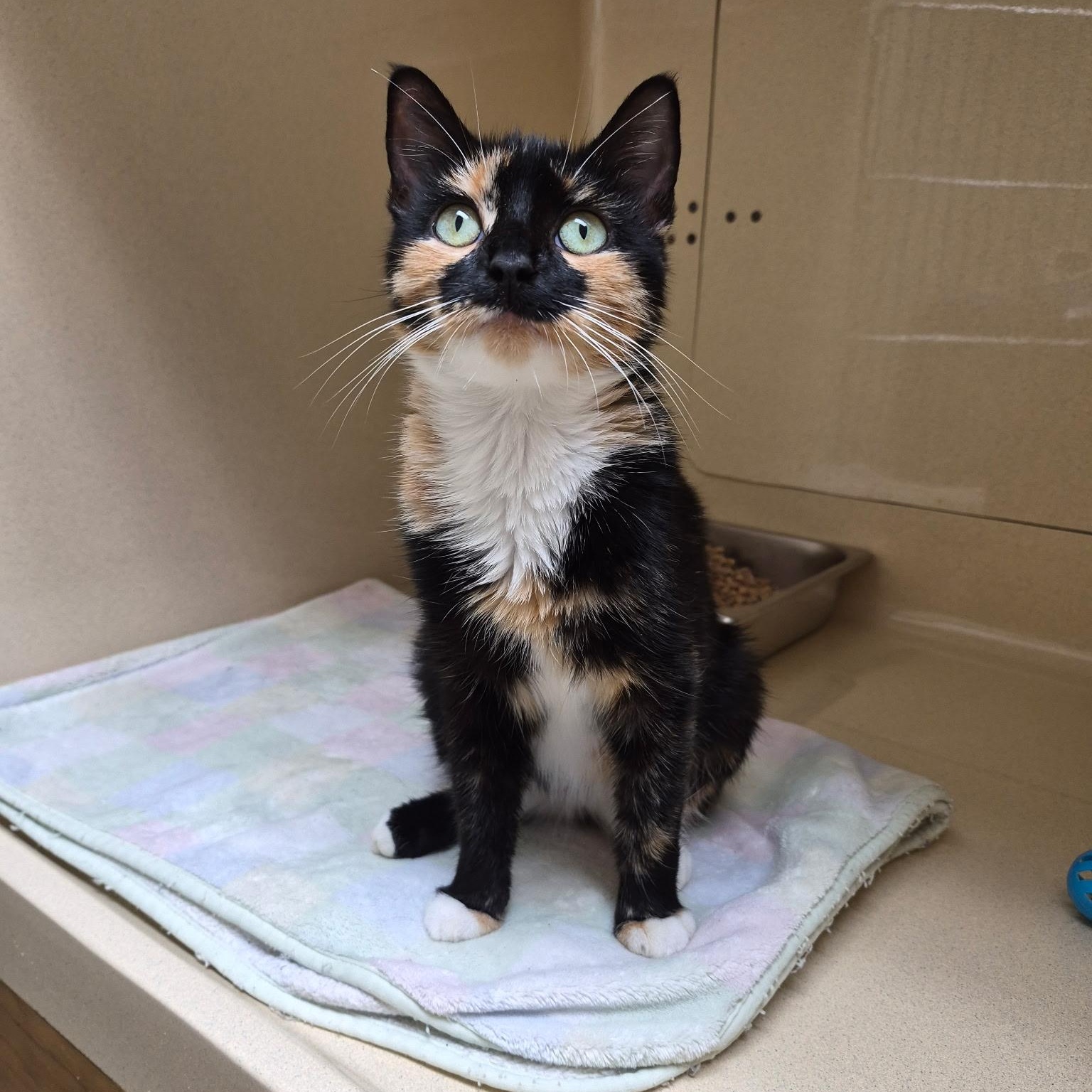 Enlarge Chakri, a Adopted mixed breed in Clarksville, VA image 2/3