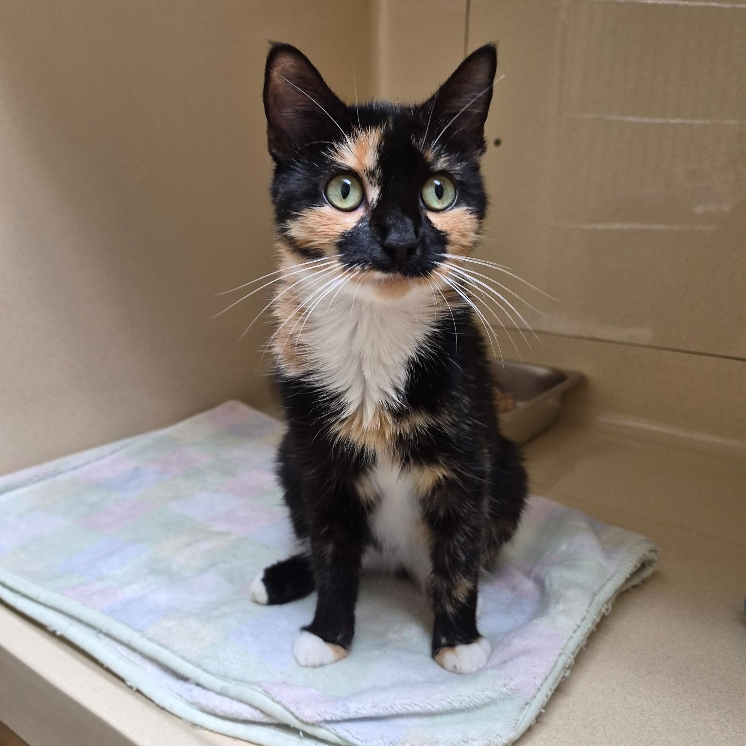 Chakri, Adopted, Young Female Calico & Tortoiseshell.