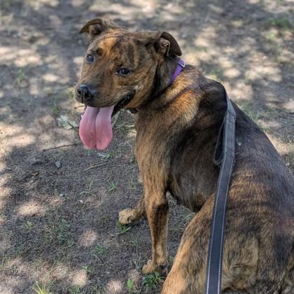 Henny, a Adoptable mixed breed in Syracuse, NY image 1/2