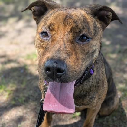Henny, a Adoptable mixed breed in Syracuse, NY image 2/2