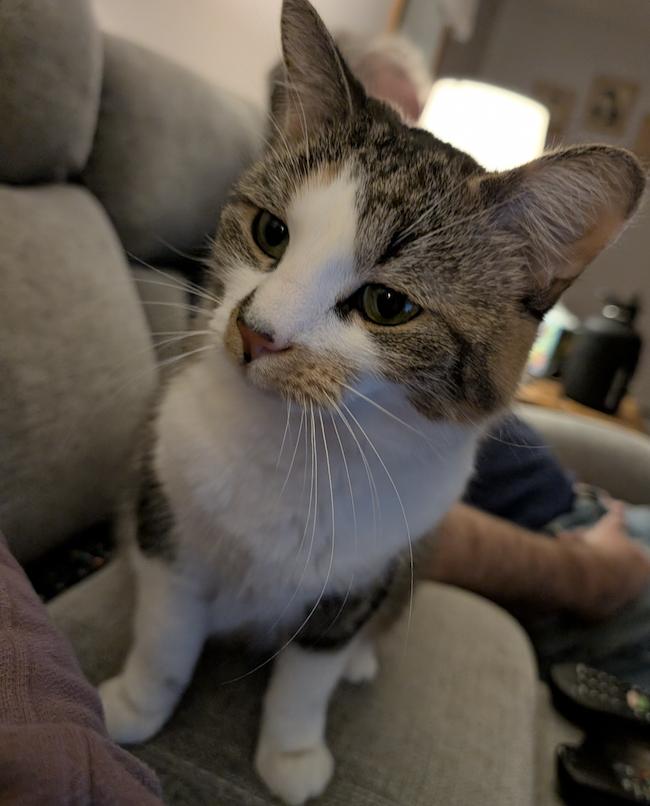 Callie, Adoptable, Adult Female Tabby.