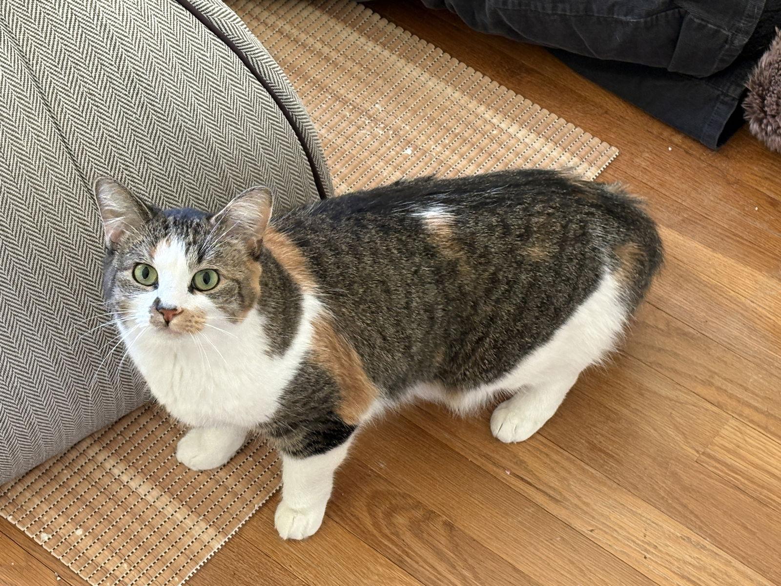 Callie, Adoptable, Adult Female Tabby.