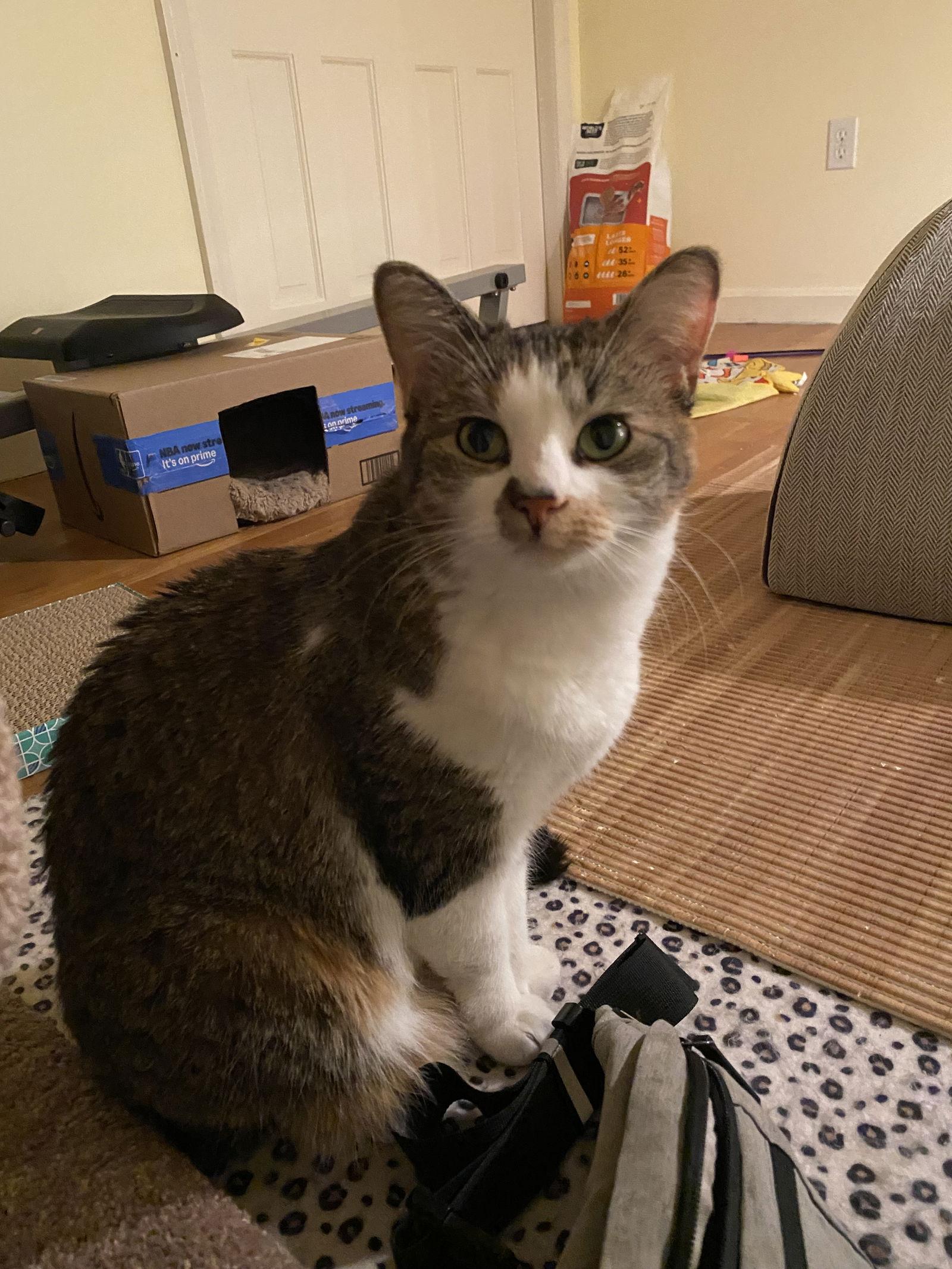 Enlarge Callie, a Adoptable Tabby in East Derry, NH image 2/3