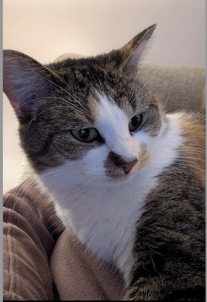 Enlarge Callie, a Adoptable Tabby in East Derry, NH image 3/3