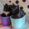 Phineas, Adoptable, Adult Male Domestic Short Hair.