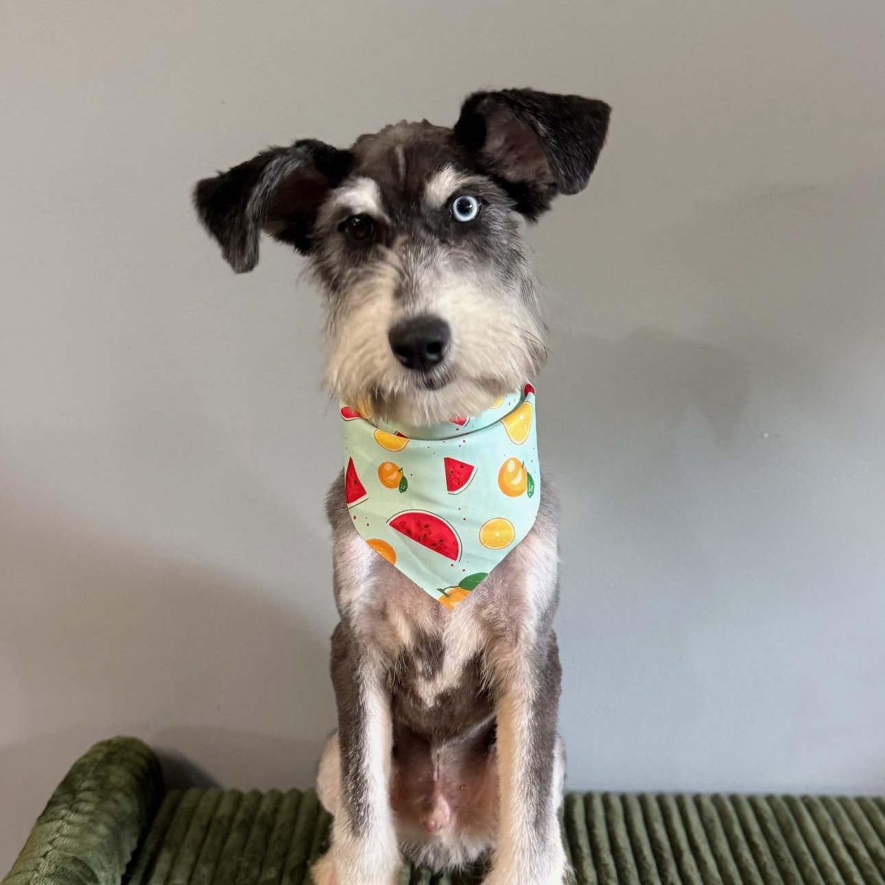 Alfie, Adopted, Young Male Aussiedoodle.