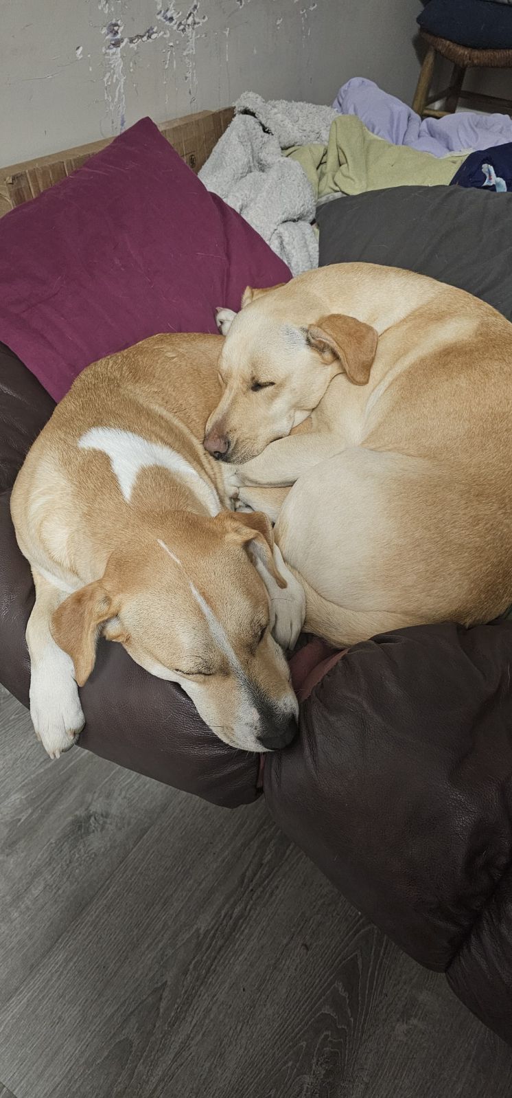 Dog for adoption Lucy and/or Vida (urgent! need out of boarding), a