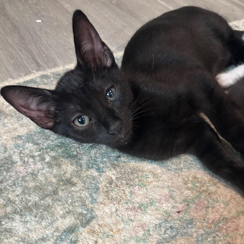 Earl 2, Adoptable, Kitten Male Domestic Short Hair.