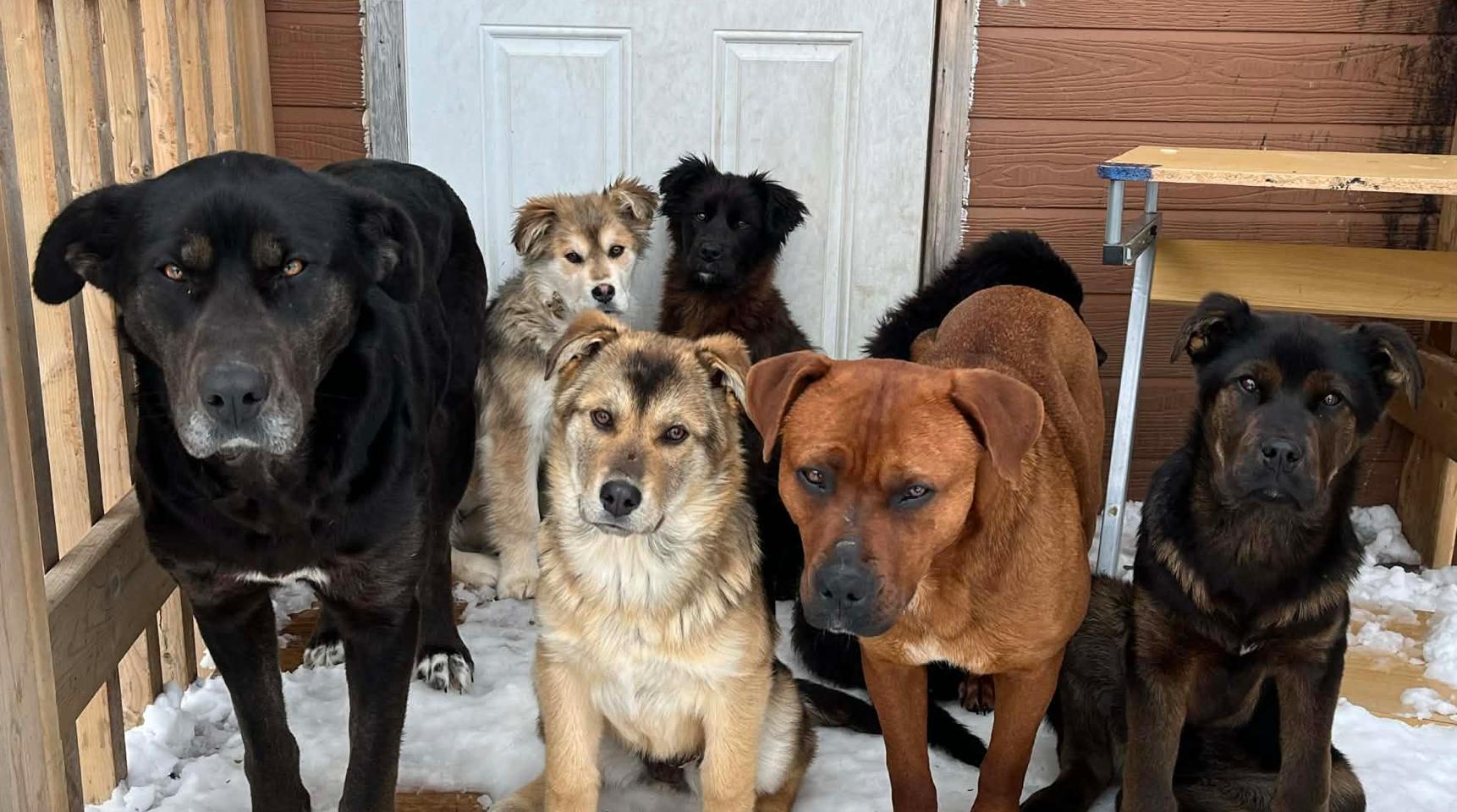 Enlarge Roo, a ADOPTABLE mixed breed in Calgary, AB image 2/2