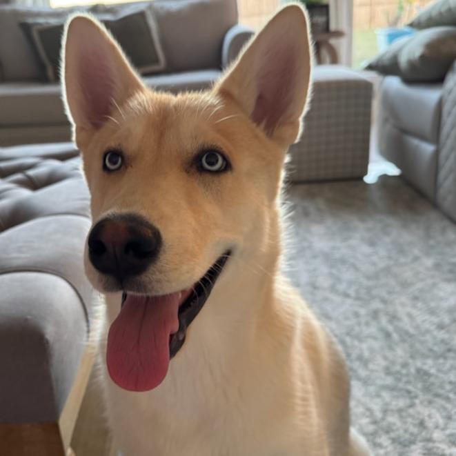 Thor, Adoptable, Young Male Husky.