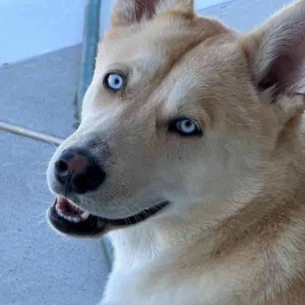 Enlarge Thor, a Adoptable Husky in Webster, TX image 3/3