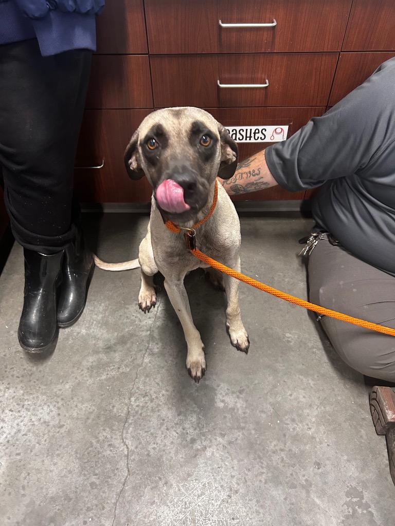 Champ, Adoptable, Young Male Black Mouth Cur.