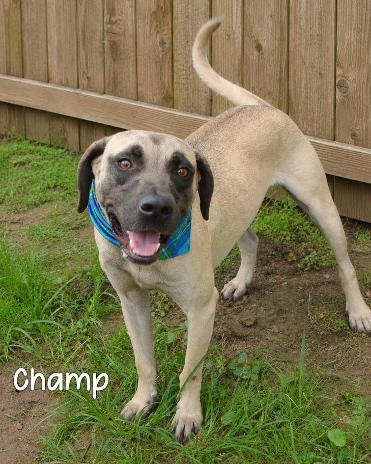 Champ, a Adoptable Black Mouth Cur in Gautier, MS image 2/2