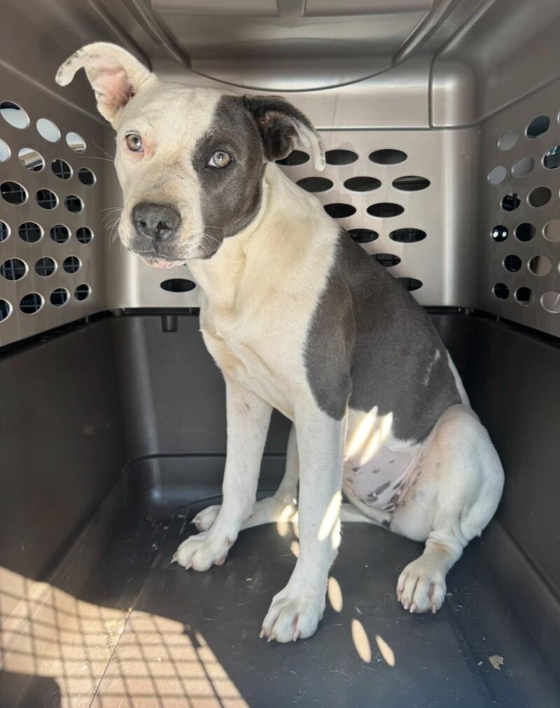 Enlarge Jolie, a Adoptable Mixed Breed in Chattanooga, TN image 1/1