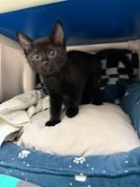 Patty, adopted, Kitten Male Domestic Short Hair.