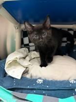 Patty, an adopted Domestic Short Hair in Whitby, ON image 2/2