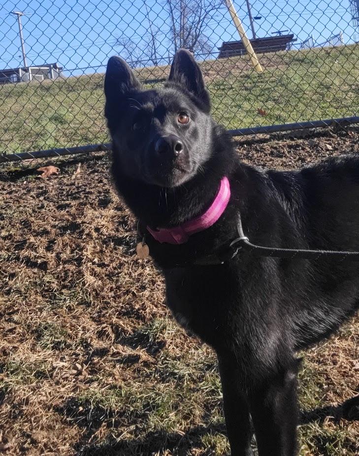 JETA 437-25, ADOPTABLE, Young Female German Shepherd Dog.