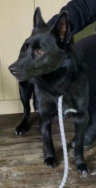 Enlarge JETA 437-25, a ADOPTABLE mixed breed in Cambridge, OH image 2/2