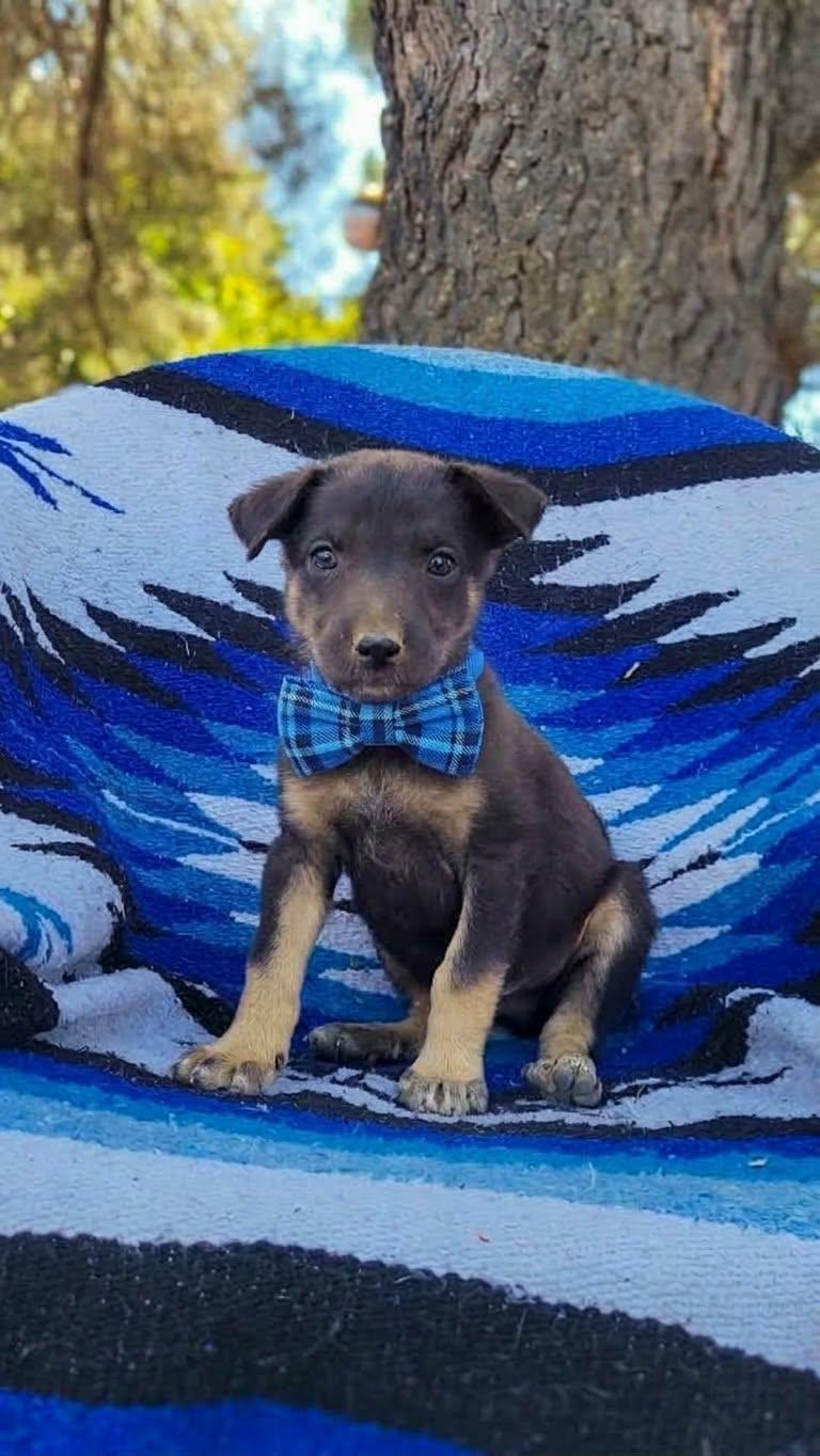 Enlarge Hamm, a Adoptable mixed breed in Temecula, CA image 1/1