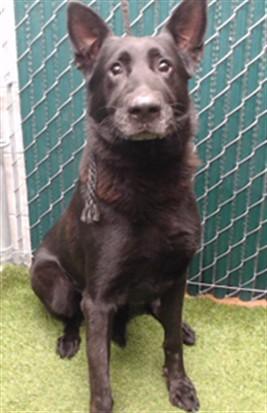 SHADOW, Adoptable, Adult Male German Shepherd Dog.