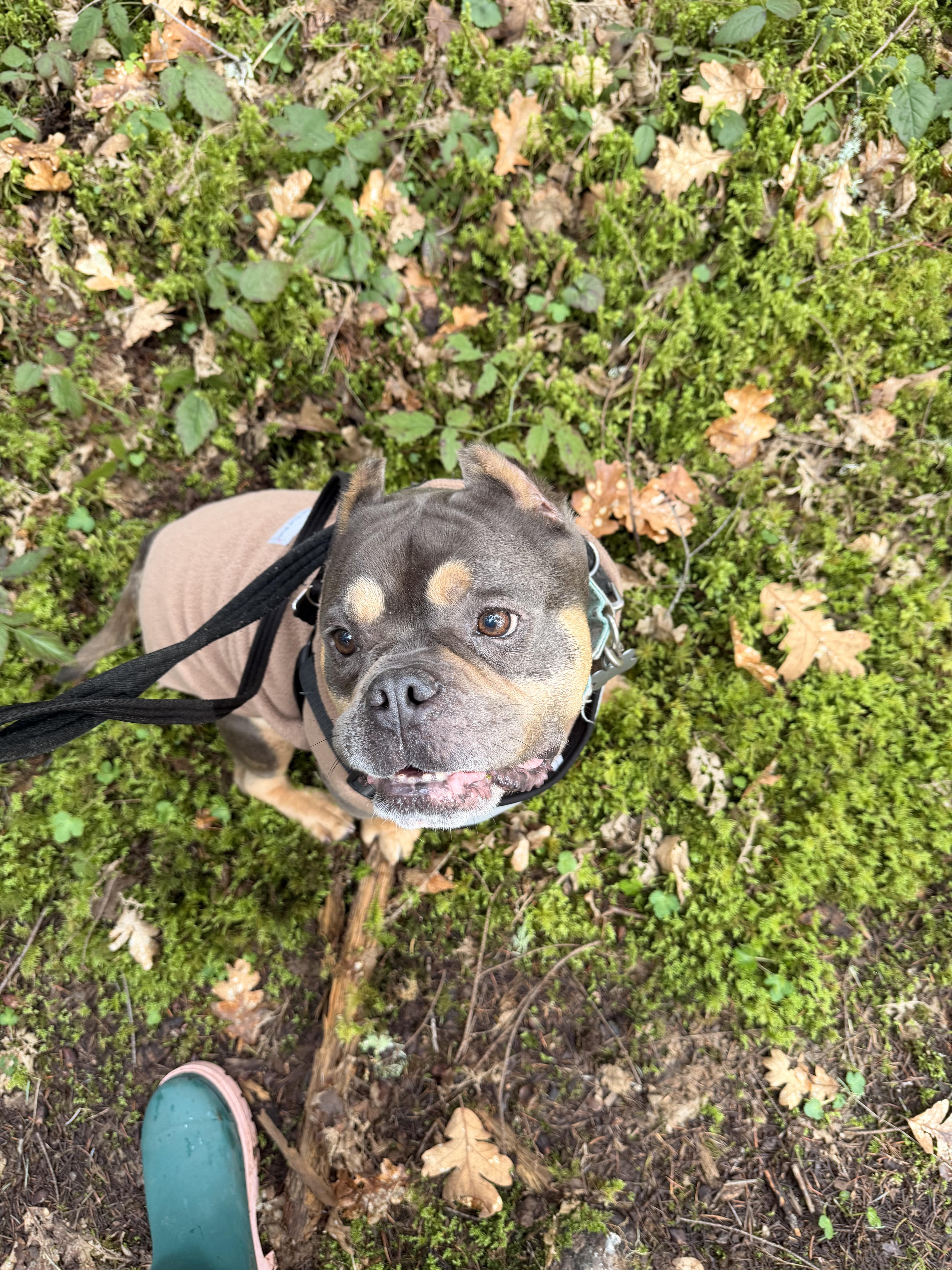 Enlarge Dutchie, a ADOPTABLE mixed breed in Eugene, OR image 2/5