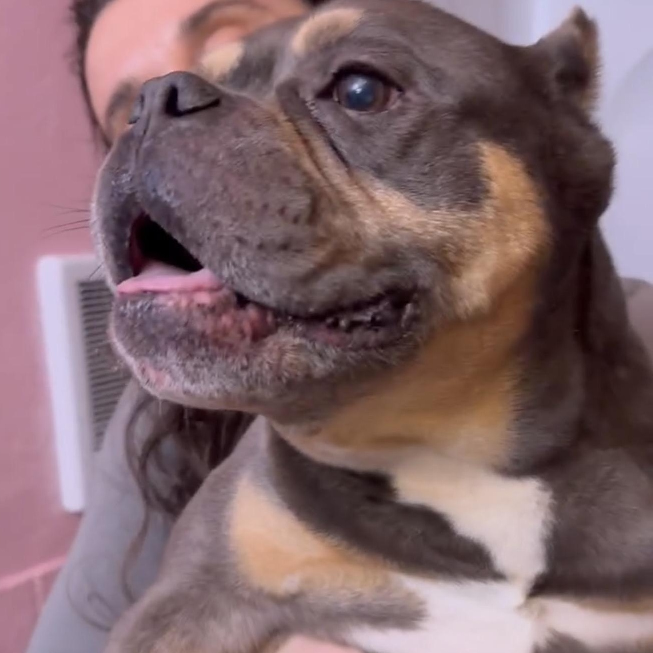 Dutchie, ADOPTABLE, Adult Female French Bulldog & Bulldog.