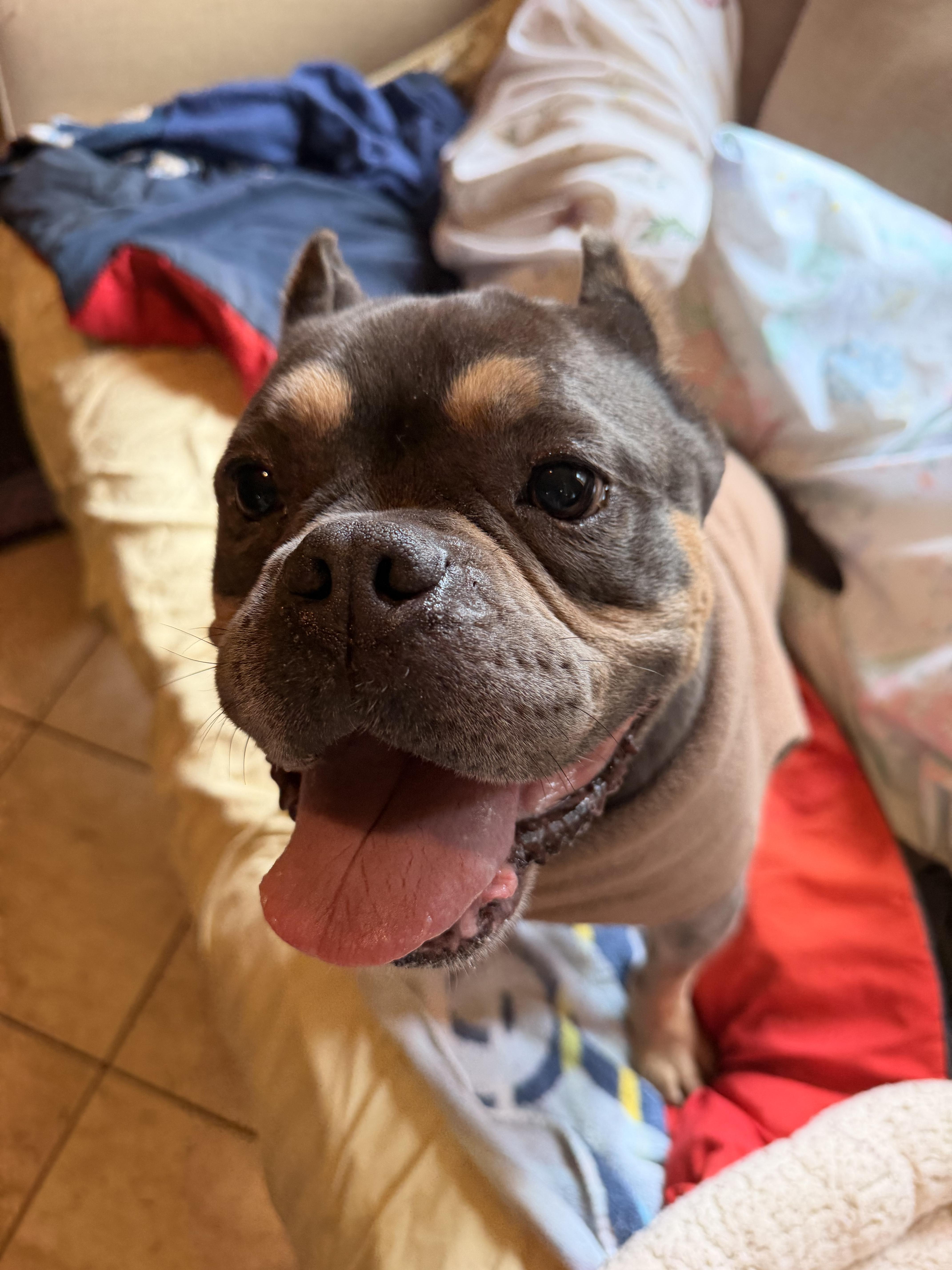 Enlarge Dutchie, a ADOPTABLE mixed breed in Eugene, OR image 5/5