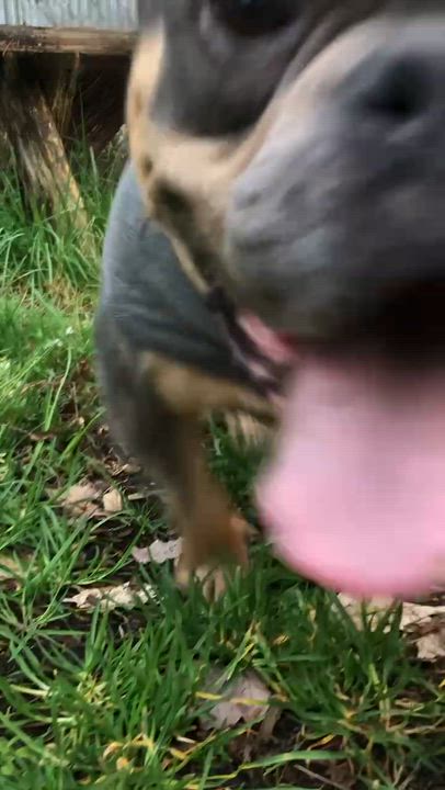 Enlarge Dutchie, a ADOPTABLE mixed breed in Eugene, OR video 4/5