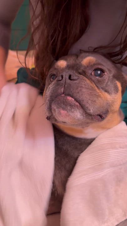 Enlarge Dutchie, a ADOPTABLE mixed breed in Eugene, OR video 3/5