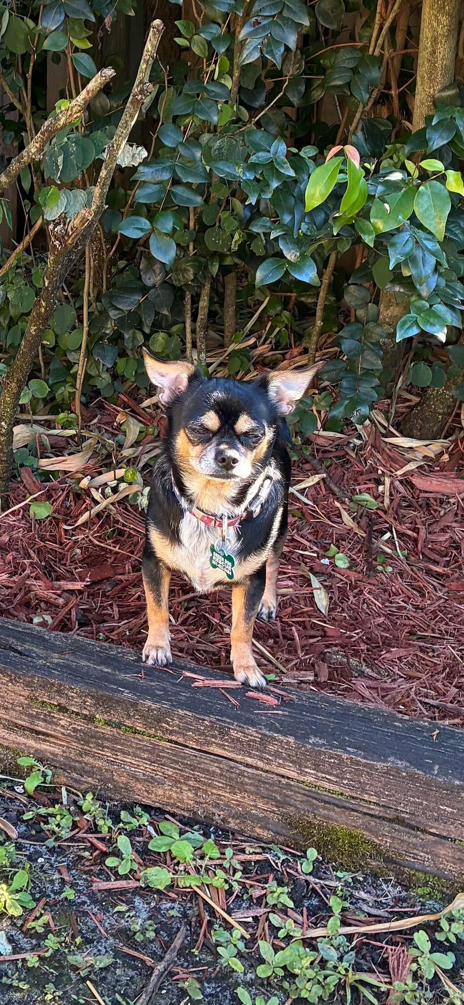 Enlarge Chipper , a ADOPTABLE mixed breed in Boynton Beach, FL image 4/4