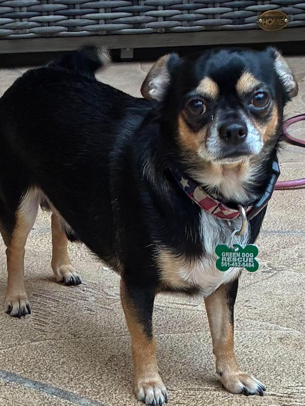 Enlarge Chipper , a ADOPTABLE mixed breed in Boynton Beach, FL image 2/4