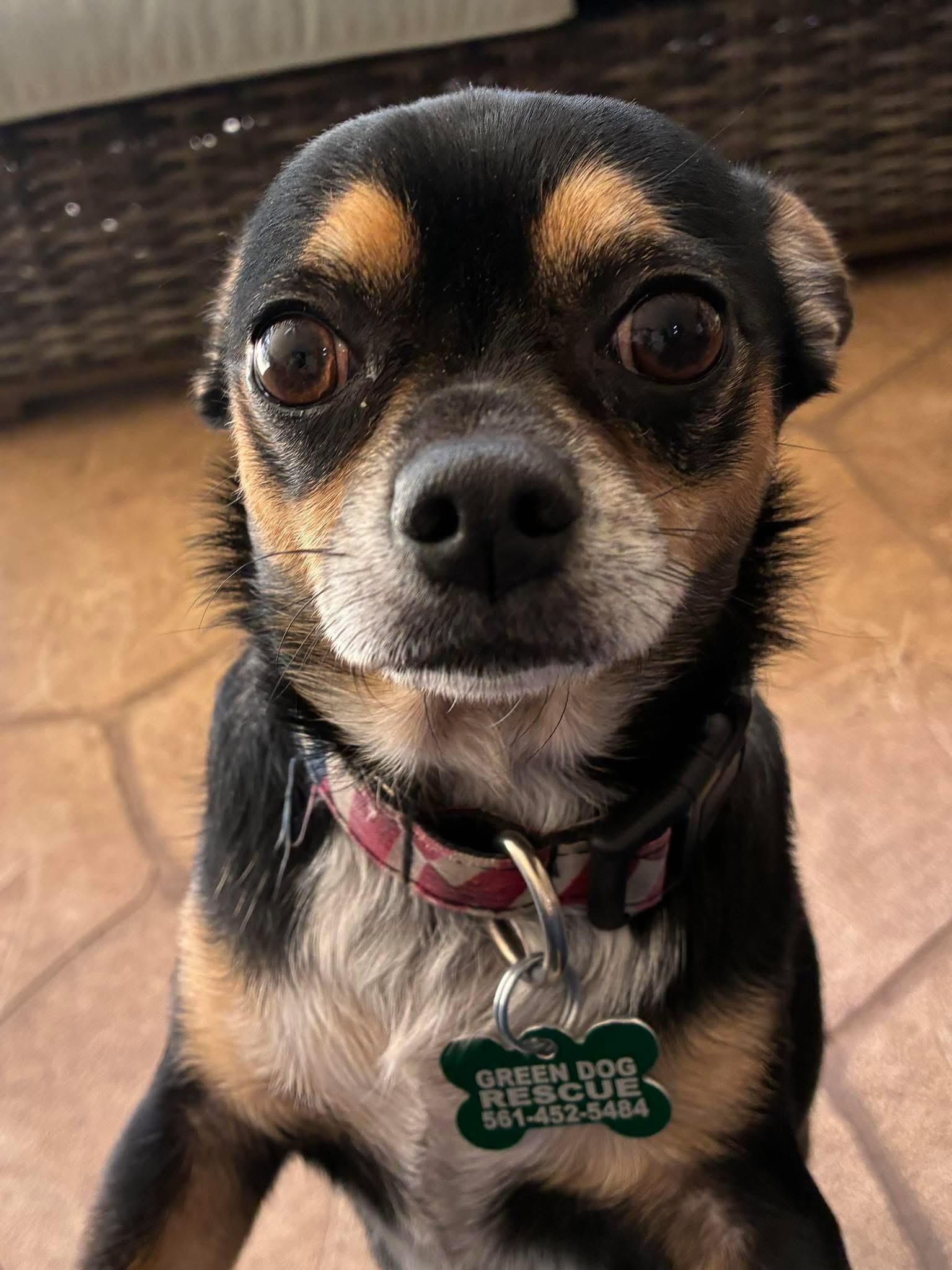 Chipper , ADOPTABLE, Adult Male Chihuahua & Terrier.