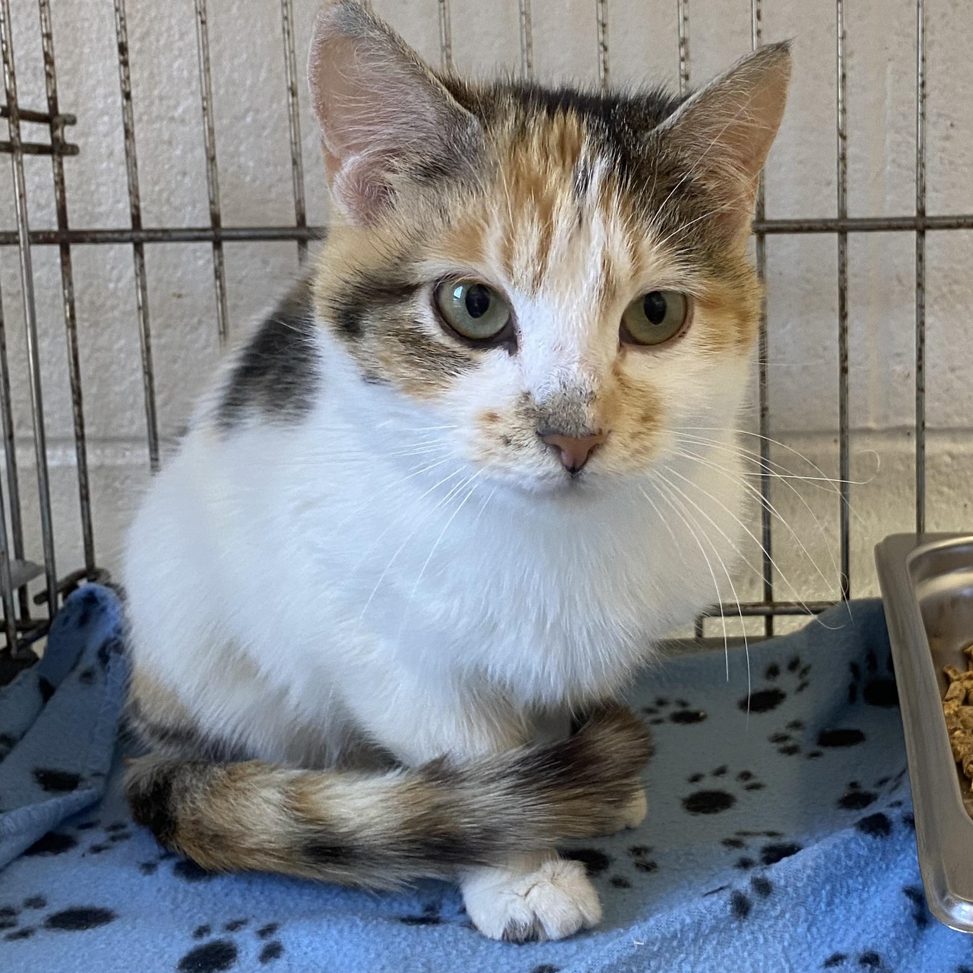 Caroline, a ADOPTABLE Domestic Short Hair in King George, VA image 4/5