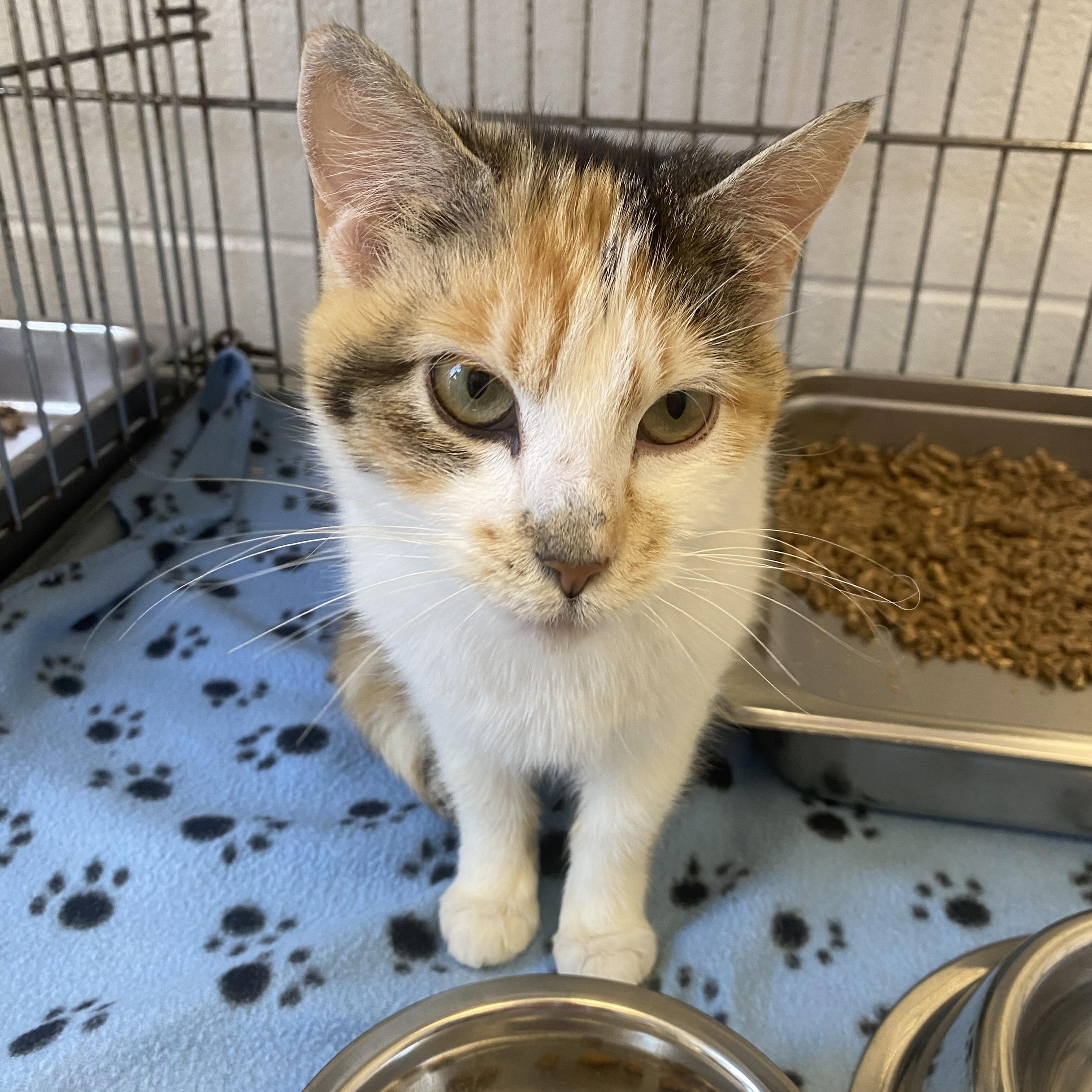 Caroline, a ADOPTABLE Domestic Short Hair in King George, VA image 1/5