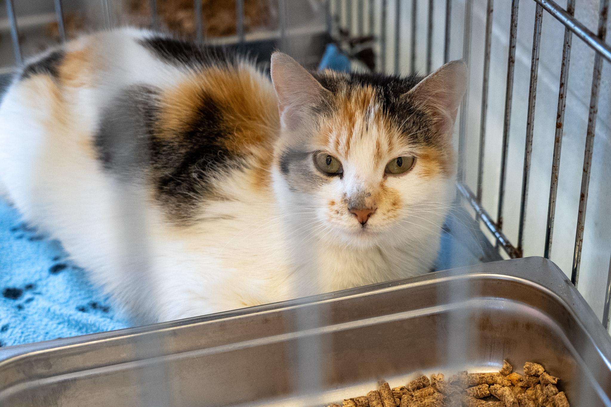 Caroline, a ADOPTABLE Domestic Short Hair in King George, VA image 3/5
