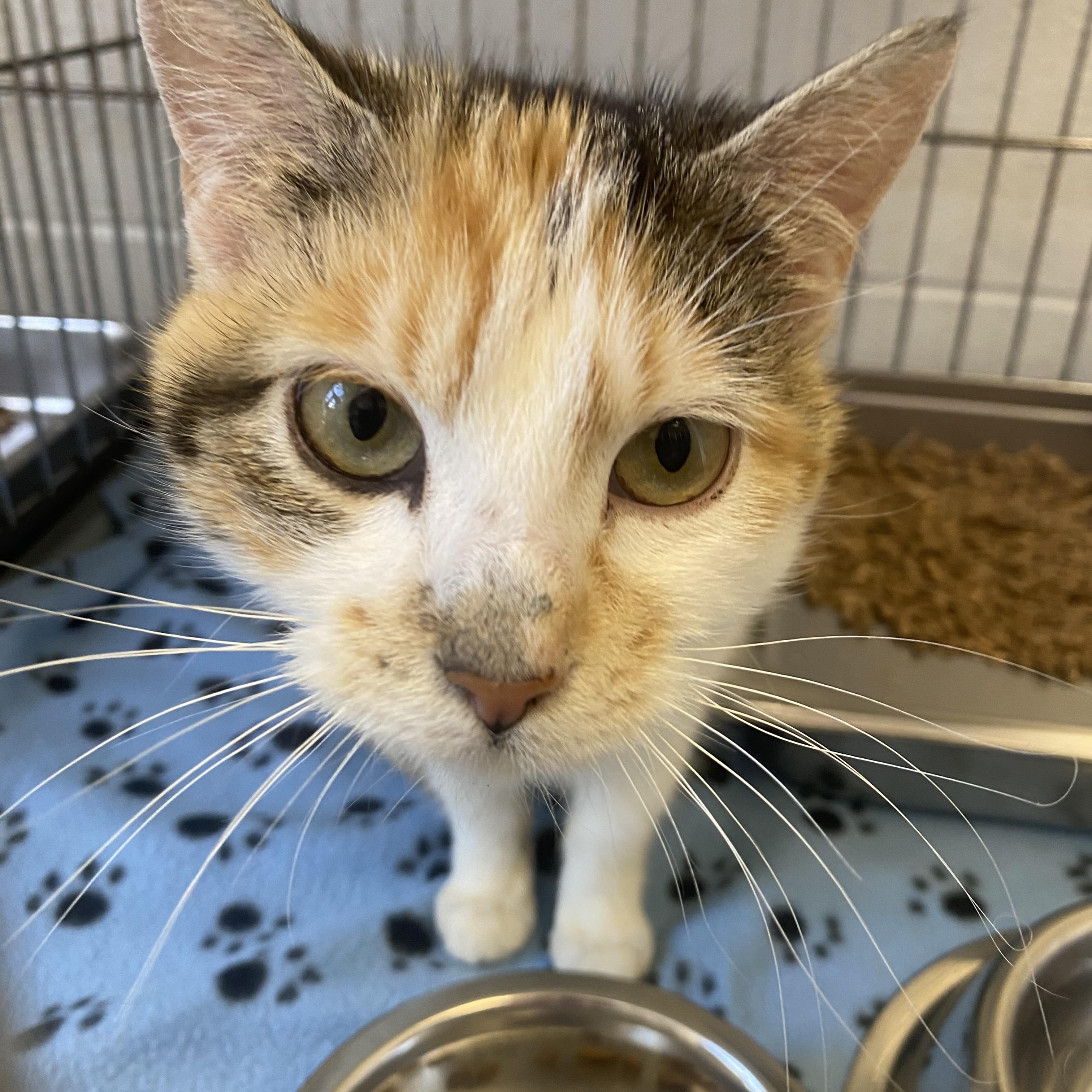 Caroline, a ADOPTABLE Domestic Short Hair in King George, VA image 2/5