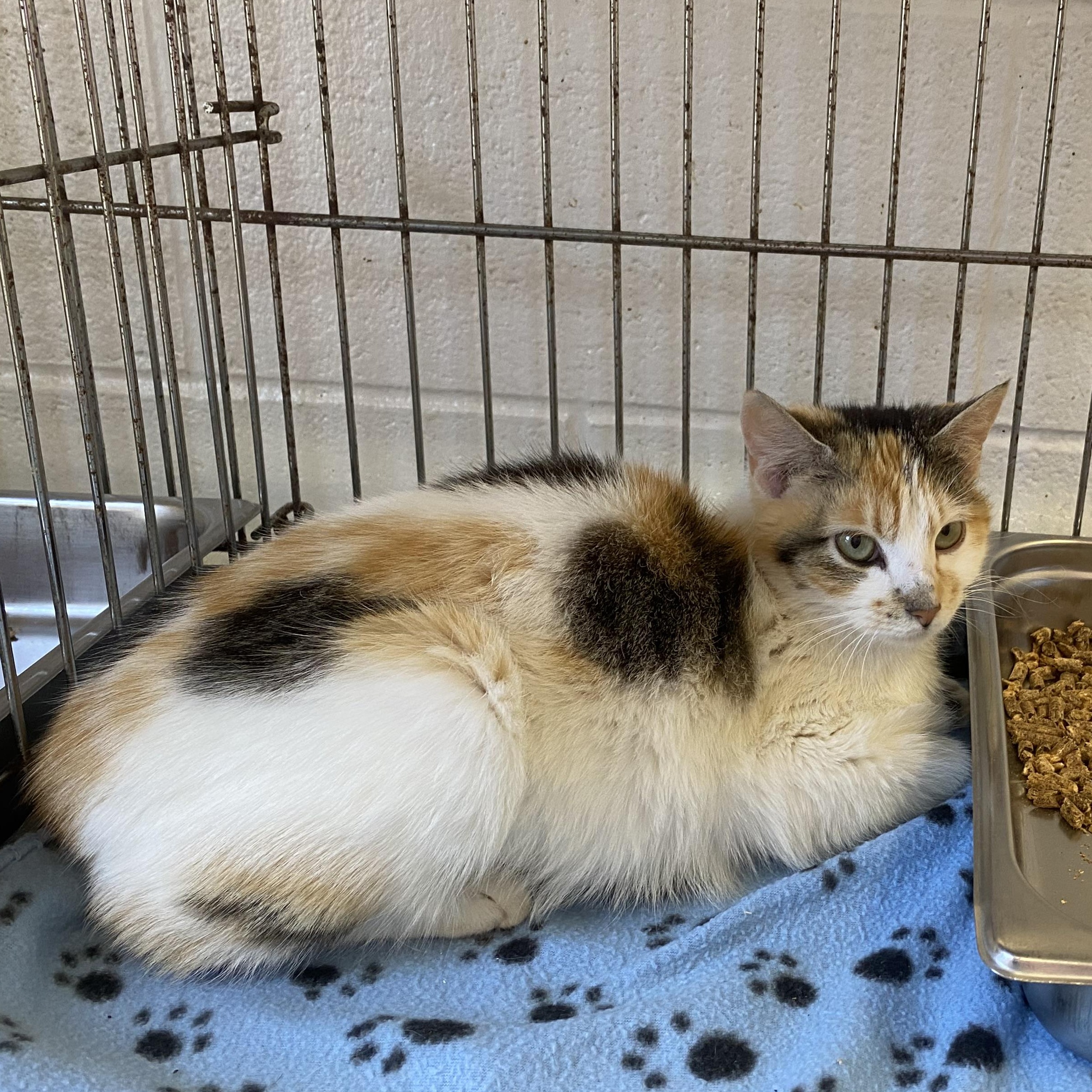 Caroline, a ADOPTABLE Domestic Short Hair in King George, VA image 5/5