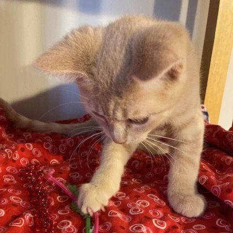 Finch, adopted, Kitten Male Domestic Short Hair.