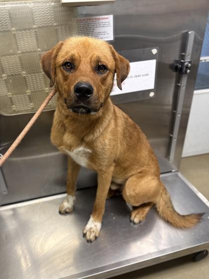 Yogi Bear, Adoptable, Adult Male Anatolian Shepherd & Mixed Breed.