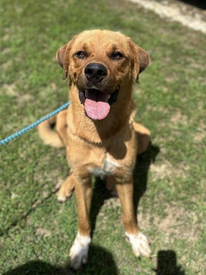 Yogi Bear, a Adoptable mixed breed in King William, VA image 2/3