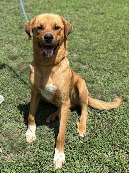 Yogi Bear, a Adoptable mixed breed in King William, VA image 3/3