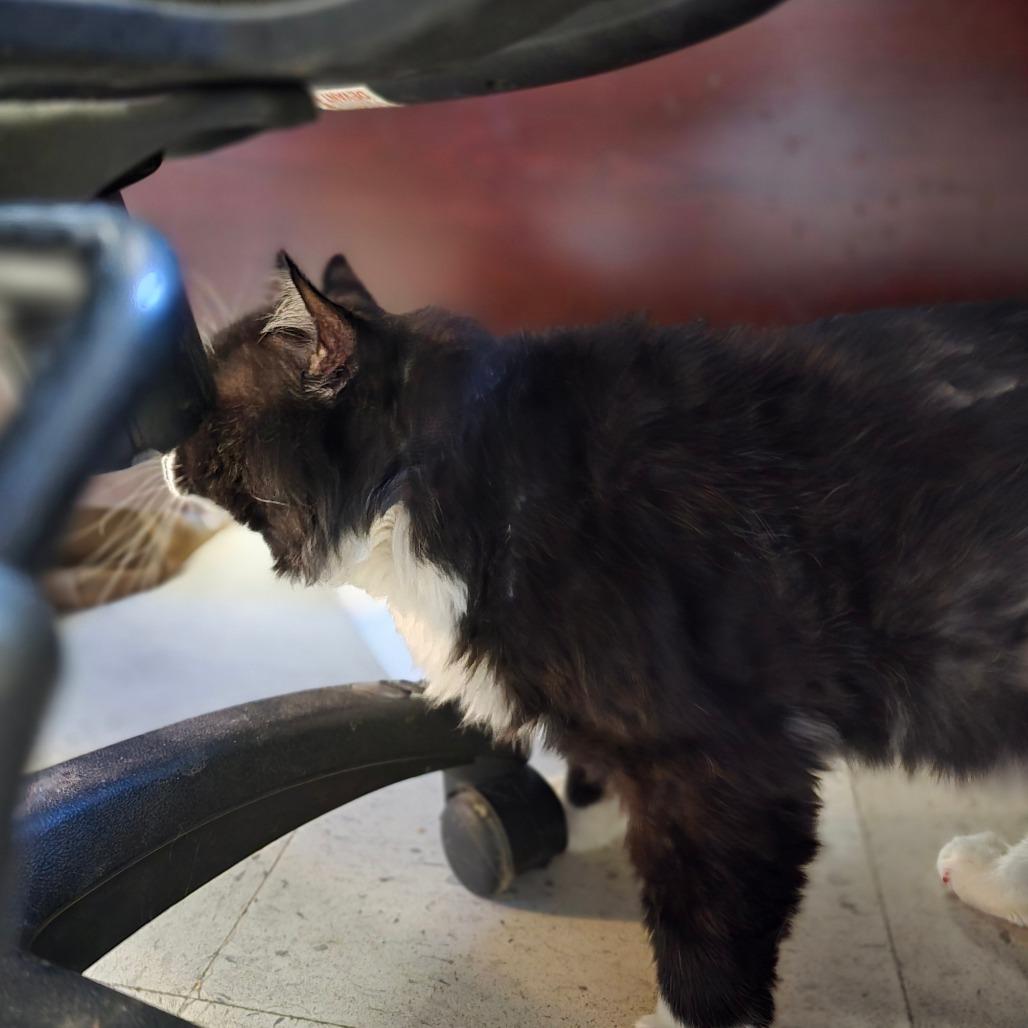 Enlarge Gus, a Adoptable Domestic Long Hair in Spokane, WA image 1/3