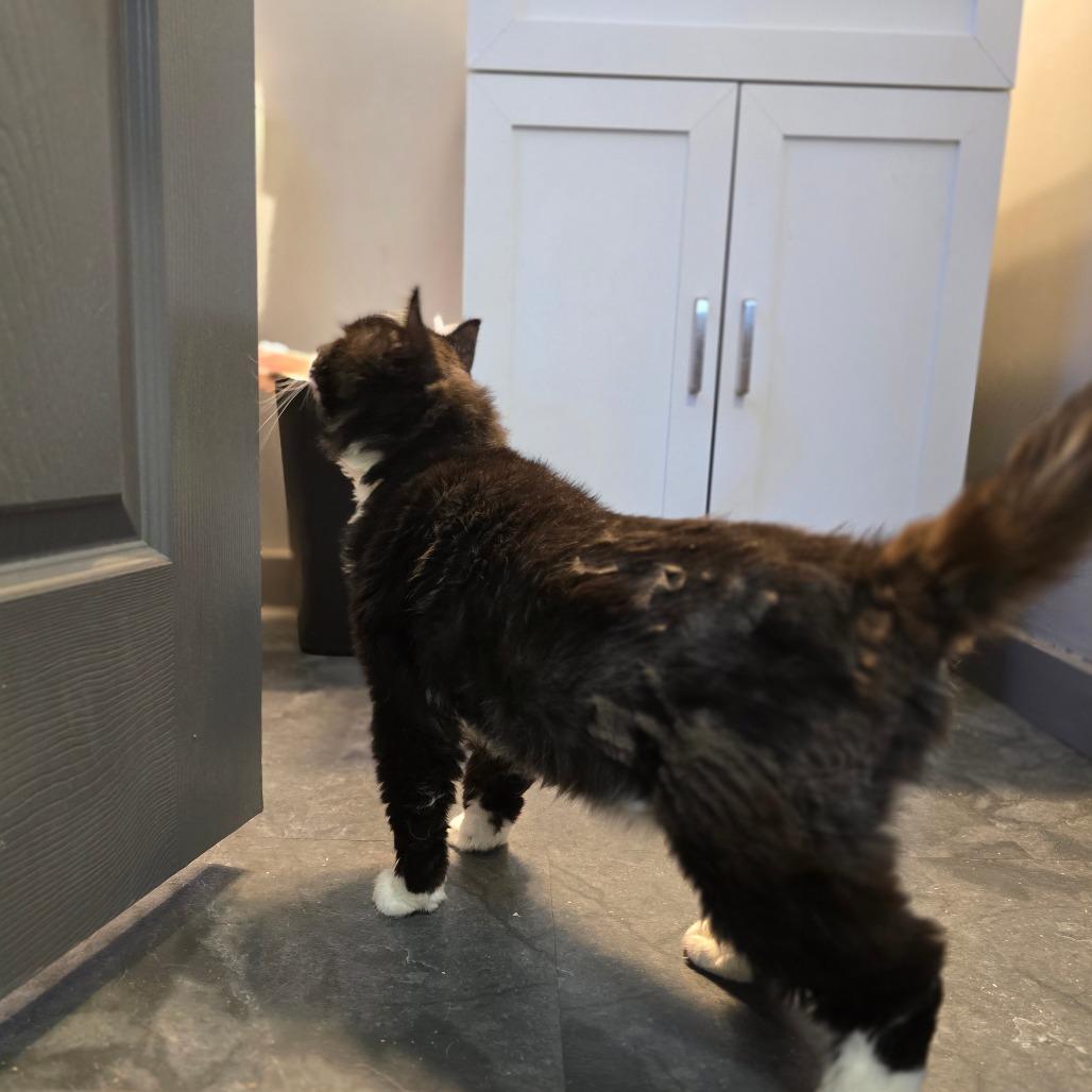 Enlarge Gus, a Adoptable Domestic Long Hair in Spokane, WA image 2/3