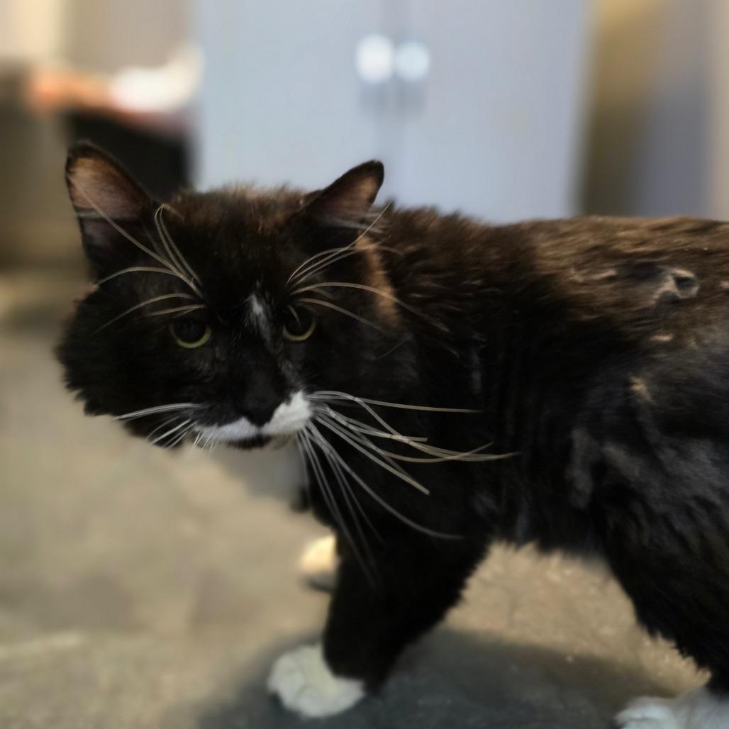 Enlarge Gus, a Adoptable Domestic Long Hair in Spokane, WA image 3/3