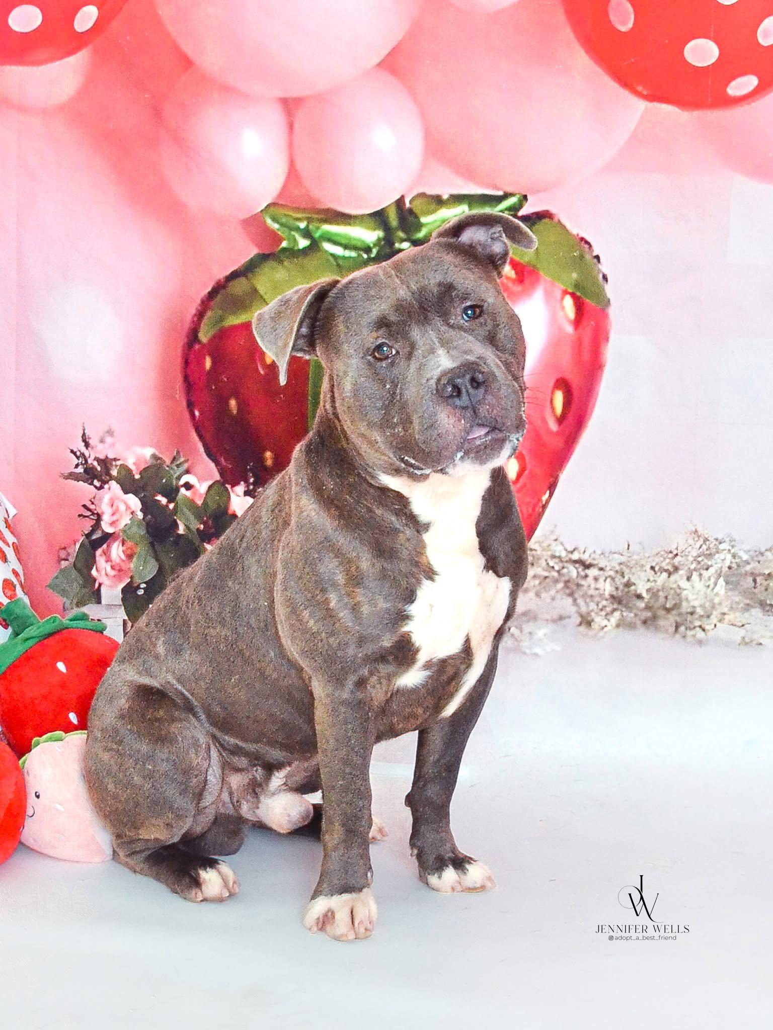 Enlarge Westminster, a Adoptable Terrier in Herndon, VA image 3/3