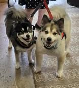 Darcy (with Kapri), an adoptable Pomsky in Hillsboro, OR, 97124 | Photo Image 2